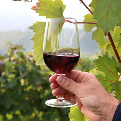 Bel Sit Winery - tasting and winery visit